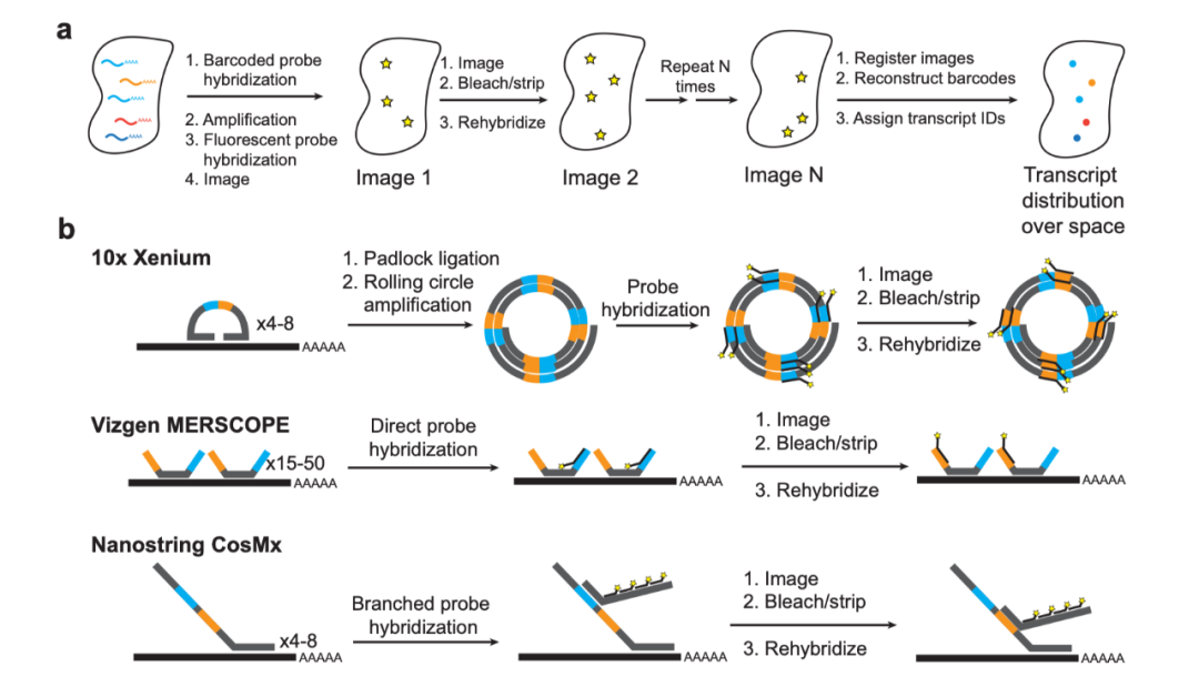 空间转录组技术怎么选？Xenium 三大优势脱颖而出！这可不是我吹的！
