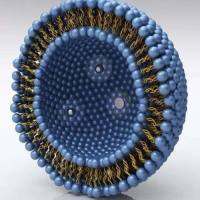 半乳糖化壳聚糖修饰脂质体纳米颗粒递送VEGF-siRNA用于肝癌抗血管生成