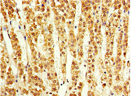 CSB-PA854112ESR1HU IHC-2