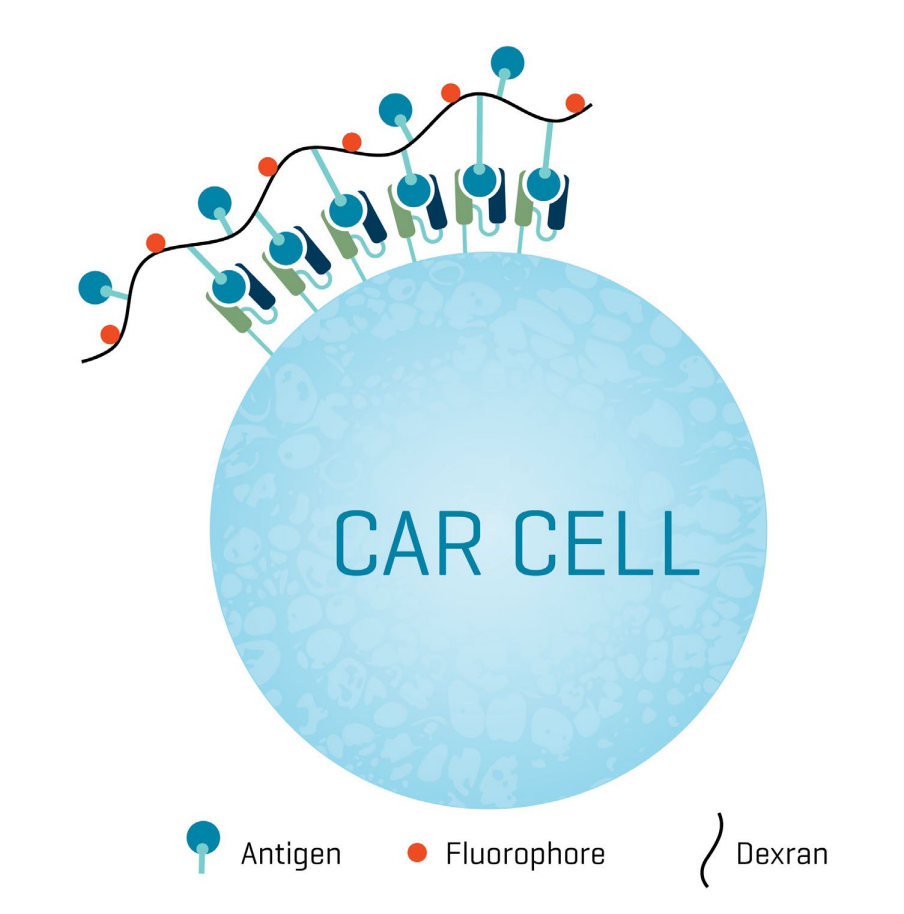 精准追踪CAR-T细胞：Immudex CAR Dextramer® 技术解析与应用指南