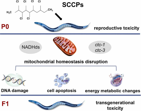WMicrotracker小动物活动力分析系统文章分享，合肥中科大等的研究团队发表在Ecotoxicology and Environmental Safety报告