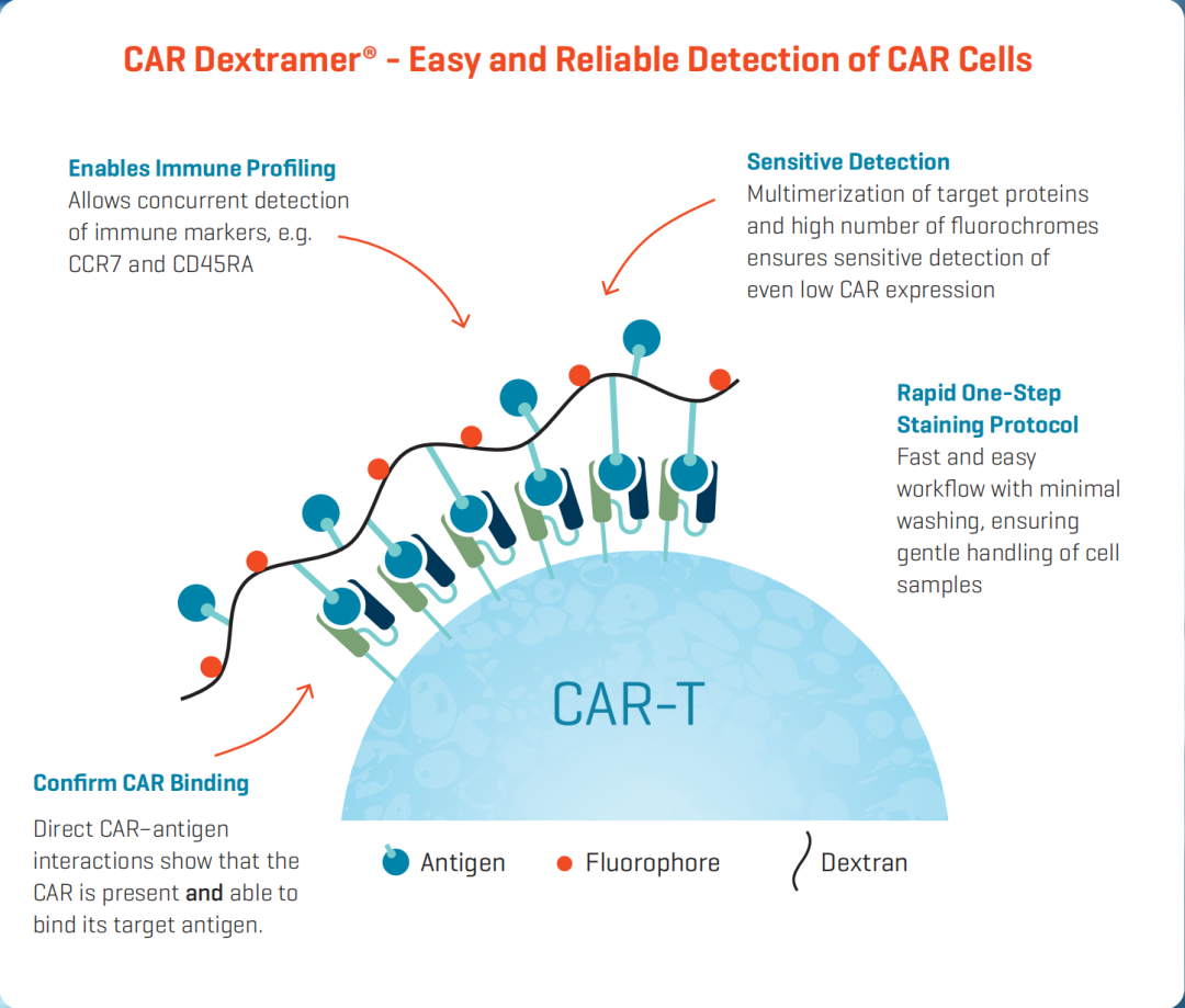 精准追踪CAR-T细胞：Immudex CAR Dextramer® 技术解析与应用指南 - 企业动态 - 丁香通