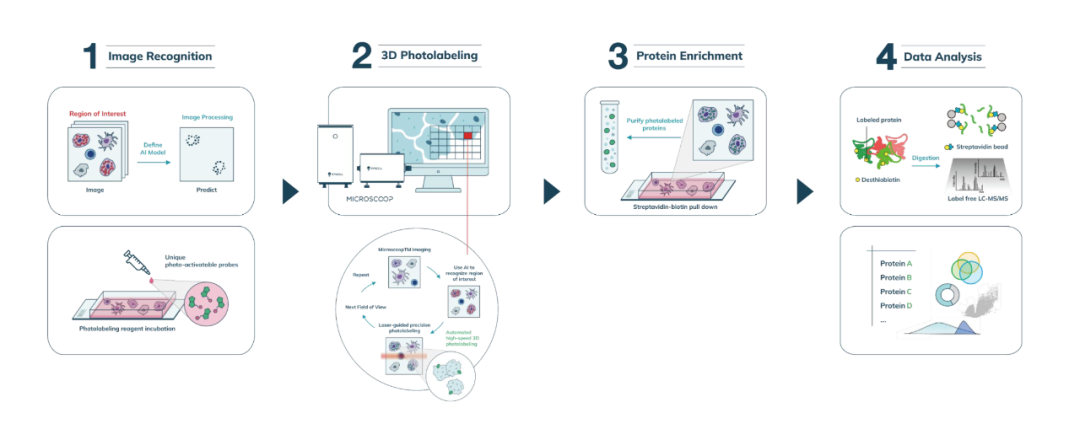 空间蛋白质组学新维度：精准量化同一细胞类型在不同脑区的功能分化