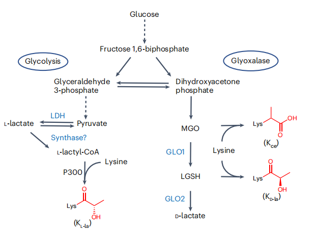 乳酸化修饰专题|《Nature Chemical Biology》解读：赖氨酸L - 乳酸化（KL-la）：糖酵解诱导的主导乳酸化异构体