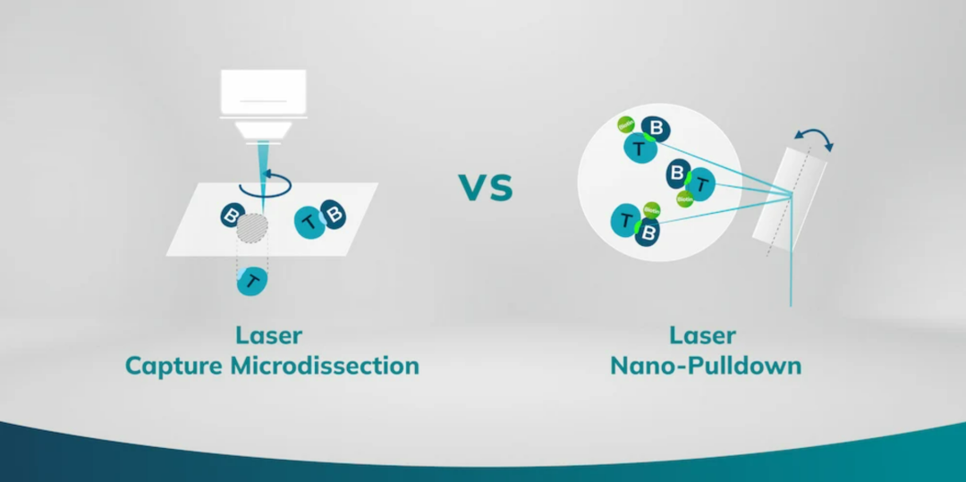 350nm精准“抓蛋白”的激光纳米下拉技术（LNP）是什么？它与激光捕获显微切割（LCM）有何区别？
