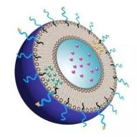 半乳糖化脂质纳米颗粒LNP-钙磷酸盐杂交纳米颗粒递送Bcl-2 siRNA用于肝癌的基因沉默治疗