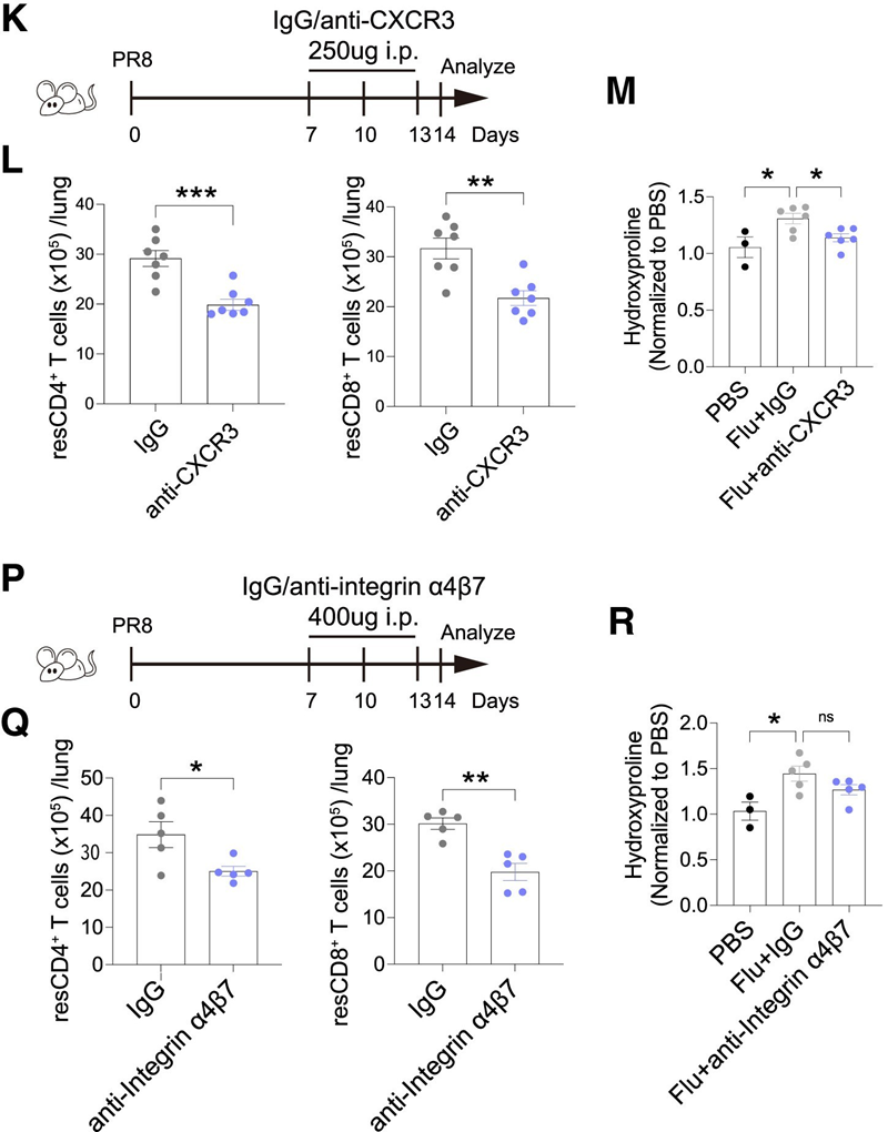 体内抗体阻断CXCR3或Integrin α4β7均改善肺功能,减少组织驻留T细胞 体内抗体阻断CXCR3或Integrin α4β7均改善肺功能,减少组织驻留T细胞