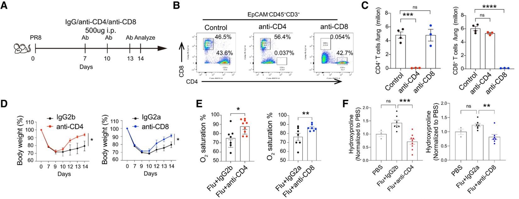 体内清除CD4+或CD8+ T细胞后14dpi时小鼠肺功能改善 体内清除CD4+或CD8+ T细胞后14dpi时小鼠肺功能改善