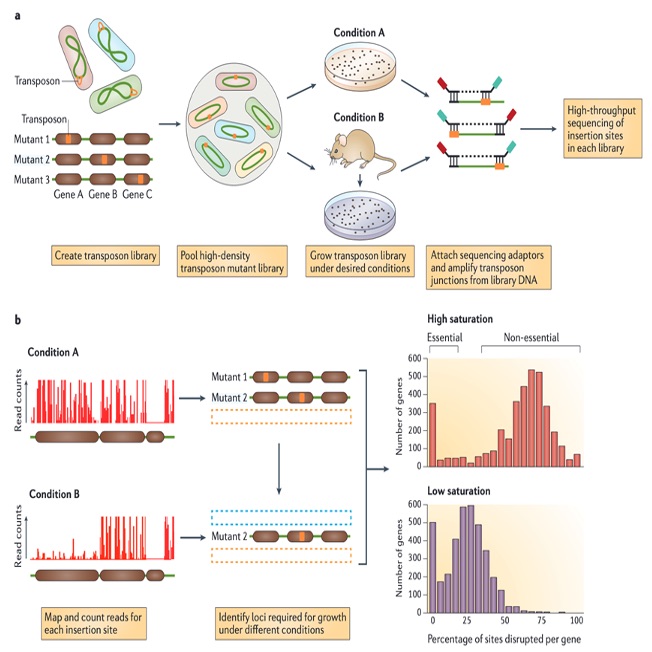 细菌转座子文库
