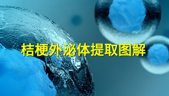 干货：桔梗外泌体提取图解（内附视频）