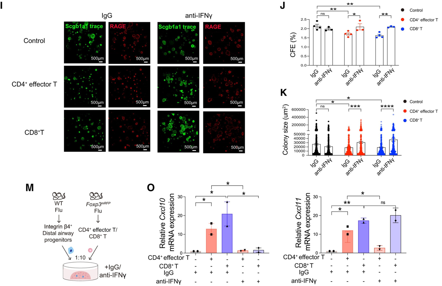 中和IFNγ逆转CD4+/CD8+ T细胞对肺泡类器官的生长抑制,减少T细胞对气道类器官的黏附和T细胞诱导的Cxcl10/11表达 中和IFNγ逆转CD4+/CD8+ T细胞对肺泡类器官的生长抑制,减少T细胞对气道类器官的黏附和T细胞诱导的Cxcl10/11表达