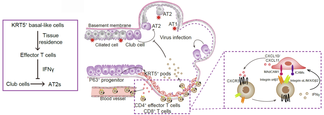 机制总结示意图 机制总结示意图