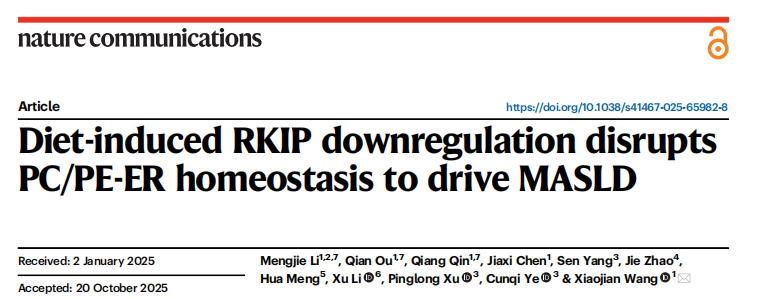 棕榈酰化专题|《Nature Communications》解读：饮食诱导的 RKIP 下调通过破坏 PC/PE-ER 稳态驱动 MASLD 的分子机制与治疗展望