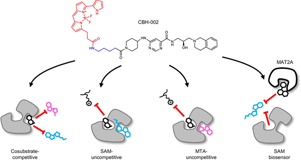 BMG LABTECH多功能酶标仪文献分享,A BRET biosensor for measuring uncompetitive engagement of PRMT5 complexes in cells - 牛津大学下属的药物发现