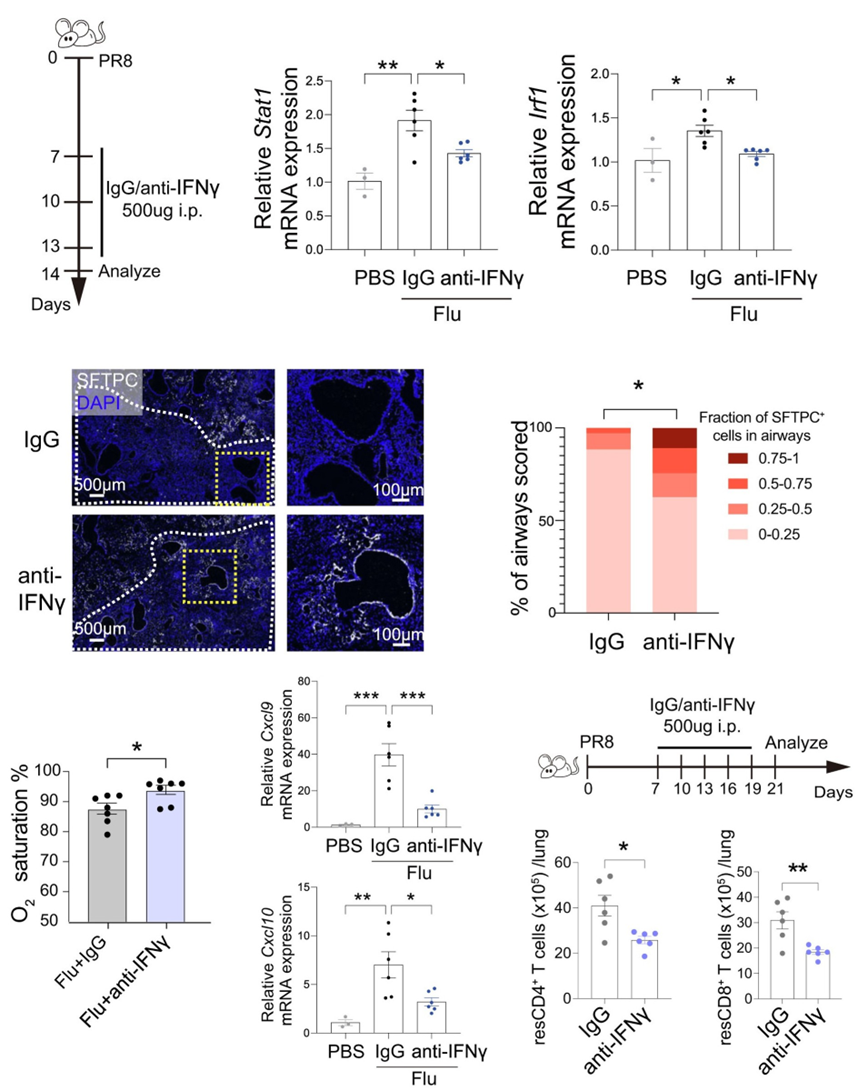 体内抗体中和IFNγ改善肺功能,减少组织驻留T细胞 体内抗体中和IFNγ改善肺功能,减少组织驻留T细胞