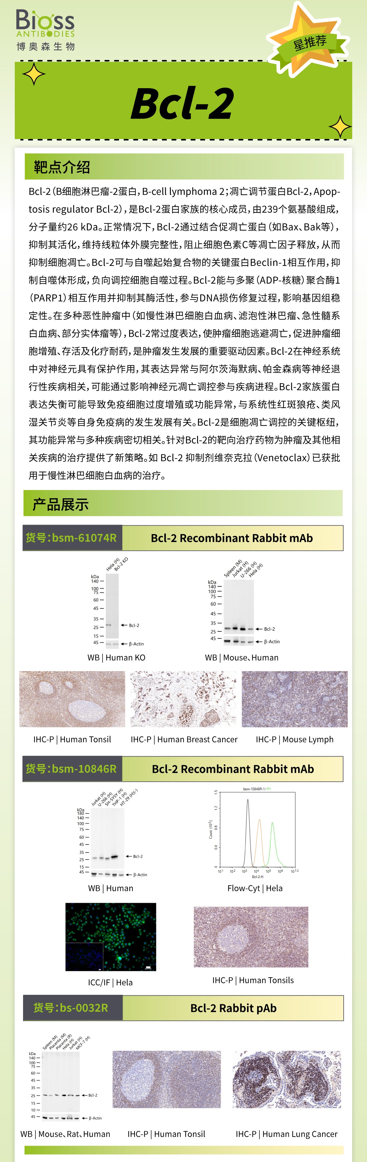 博奥森星推荐 | Bcl-2 抗体