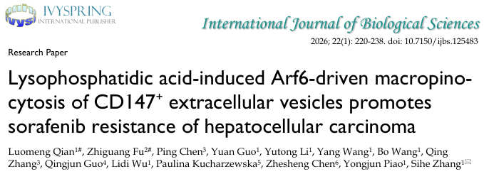外泌体介导耐药“开挂”！10+新研究：靶向LPA-Arf6通路，阻断CD147⁺EVs巨胞饮逆转HCC索拉非尼耐药！