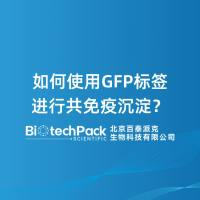 如何使用GFP标签进行共免疫沉淀？