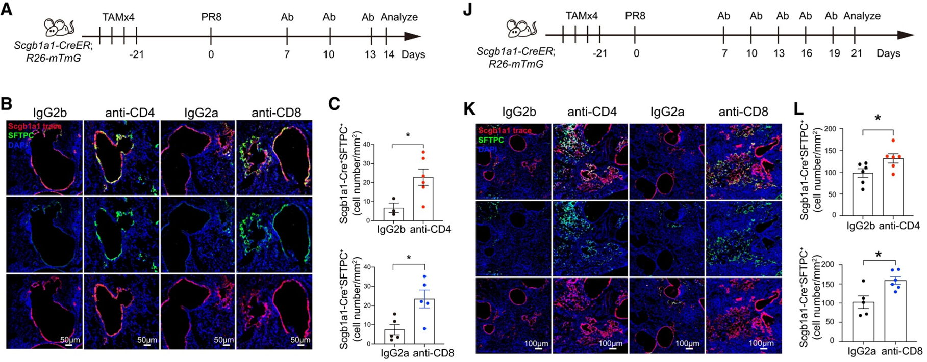 体内清除CD4+或CD8+ T细胞后14dpi和21dpi时由club细胞分化而来的AT2细胞增多 体内清除CD4+或CD8+ T细胞后14dpi和21dpi时由club细胞分化而来的AT2细胞增多