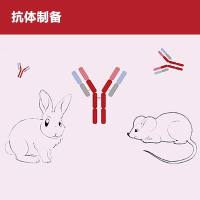 抗体制备服务