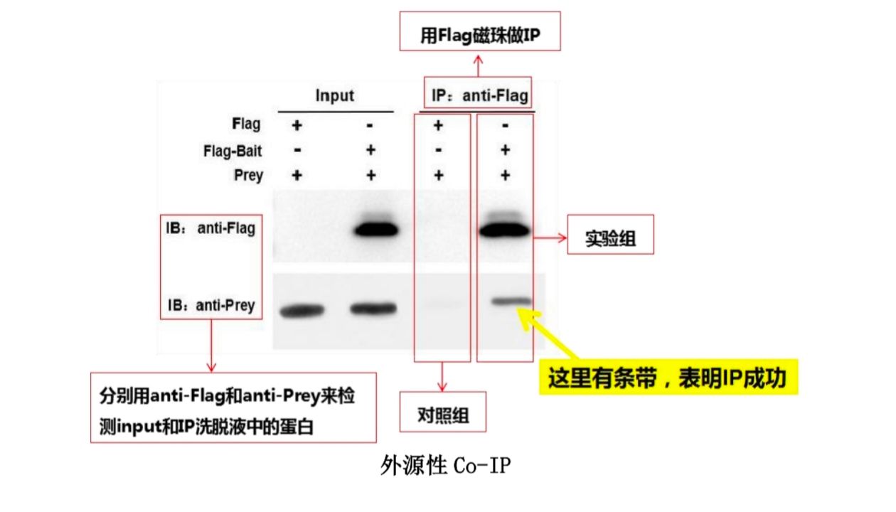 CoIP结果难解析？Nature级实验方案+数据分析思路，辉骏助您高效发文