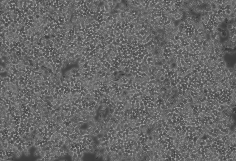 【每周凯会】Vol.7 RAW 264.7 细胞培养攻略