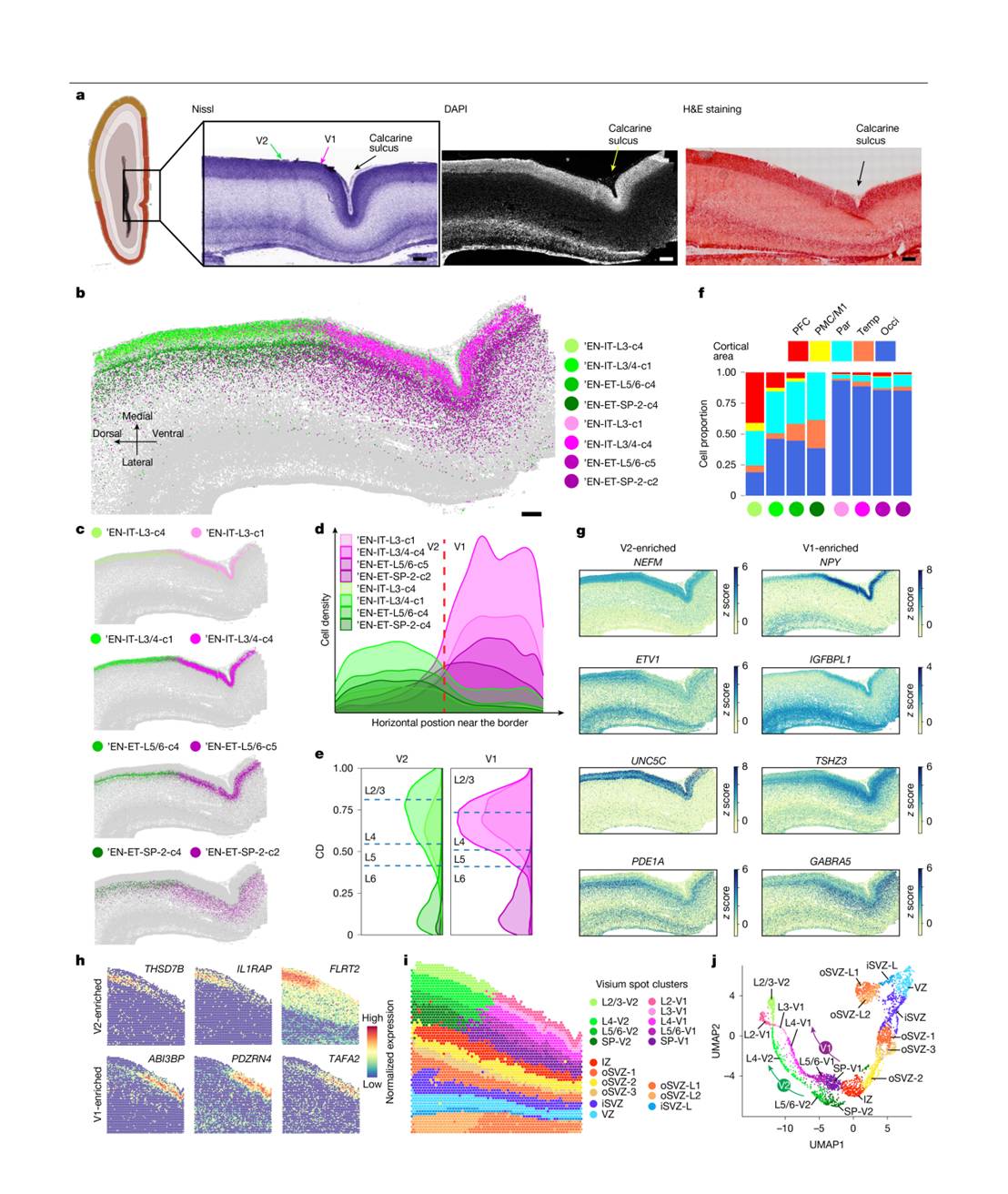 图7. V1和V2之间清晰的分子边界表明,在 GW20 时期就已经出现了明显的区域分化。
