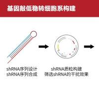 敲低稳转细胞系构建
