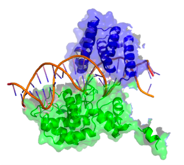 基因敲除小鼠胚胎致死？ 别慌，Cre-loxP 带你实现‘指哪打哪’！