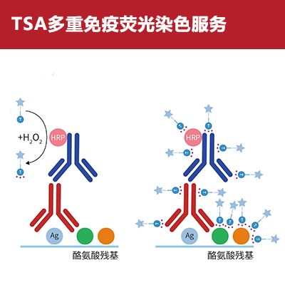 TSA多重免疫荧光染色技术服务