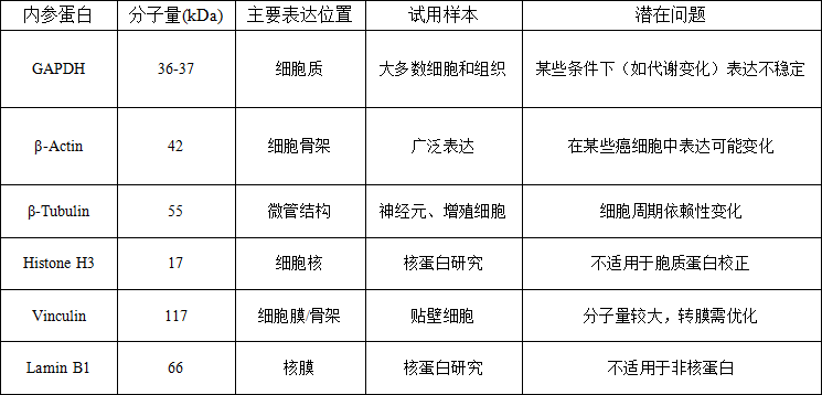 【每周凯会】Vol.6 Western Blot实验中内参蛋白的区别及选择策略