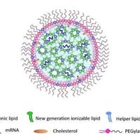 半乳糖功能化脂质体提高甲氨蝶呤在类风湿性关节炎中的治疗效率