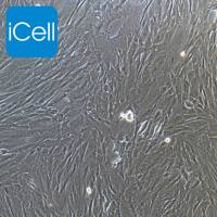 人髓核细胞永生化 | 髓核细胞 | 髓核细胞永生化 | 免疫荧光鉴定 | 镜像绮点（Cellverse）