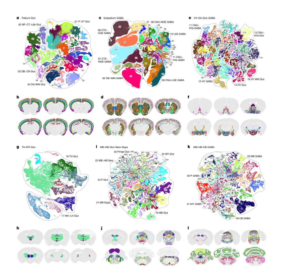 图3. 小鼠全脑图谱-2
