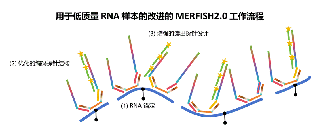 图9. MERFISH 2.0 技术原理示意图
