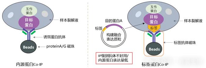 Coip Method CoIP结果难解析?Nature级实验方案+数据分析思路,辉骏助您高效发文 - 企业动态 - 丁香通