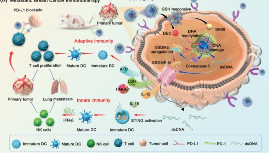 【IF 22】突破转移性乳腺癌免疫瓶颈！这款智能纳米平台如何实现 “凋亡-焦亡转换”？