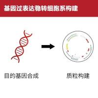 基因过表达稳转细胞系构建