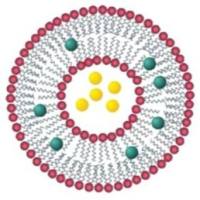 甘露糖 (Mannose)修饰的尼奥体(Niosomes)用于增强利什曼病治疗的巨噬细胞靶向性