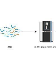 DIA定量蛋白质组检测
