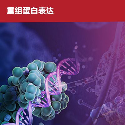 重组蛋白表达服务