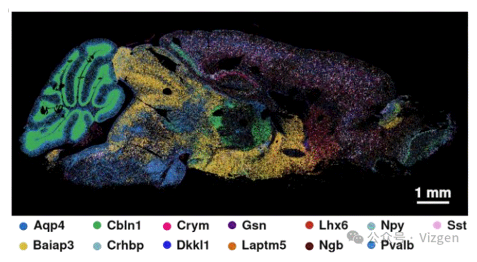 图6. 小胶质细胞