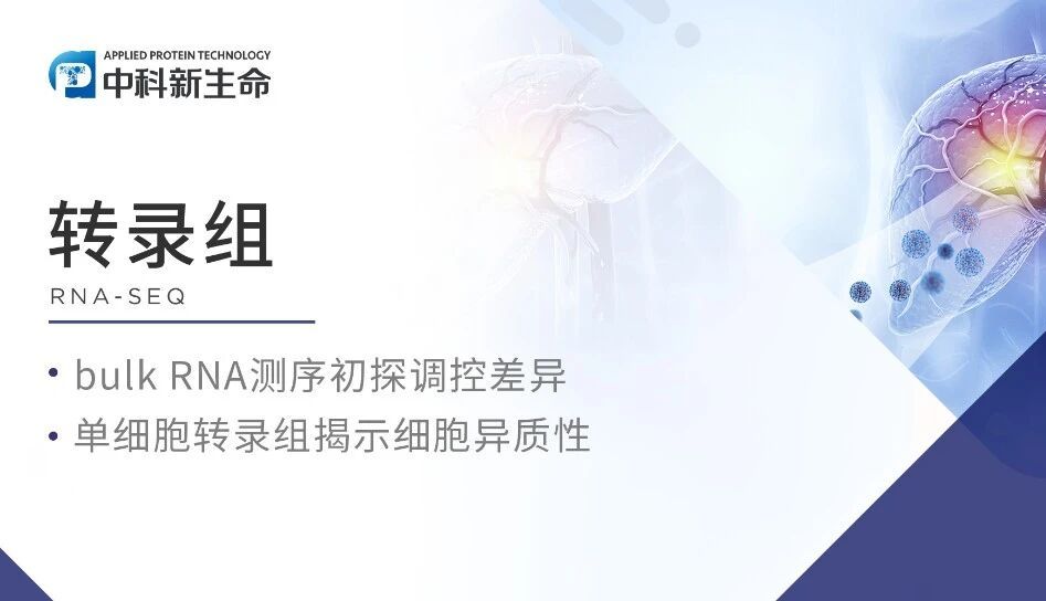 Hepatology | “饿”出抗癌力！华中科技大学团队发现短期饥饿让免疫细胞火力全开，肝癌治疗迎新突破