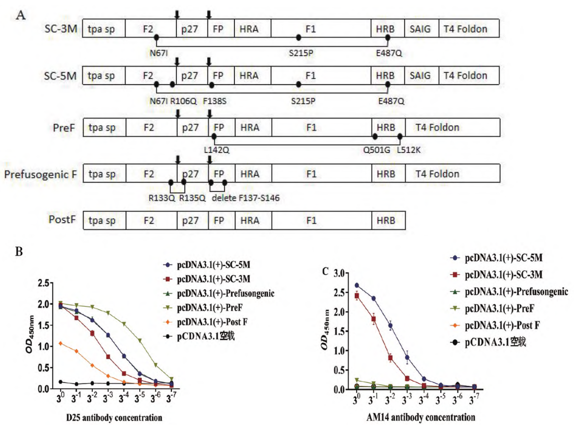 图1 ５种不同的F蛋白突变体及单克隆抗体D25和AM14对F蛋白突变体构象鉴定-卡梅德生物.png