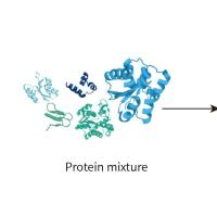 单一蛋白质谱鉴定