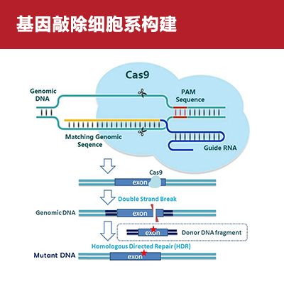 基因敲除细胞系构建
