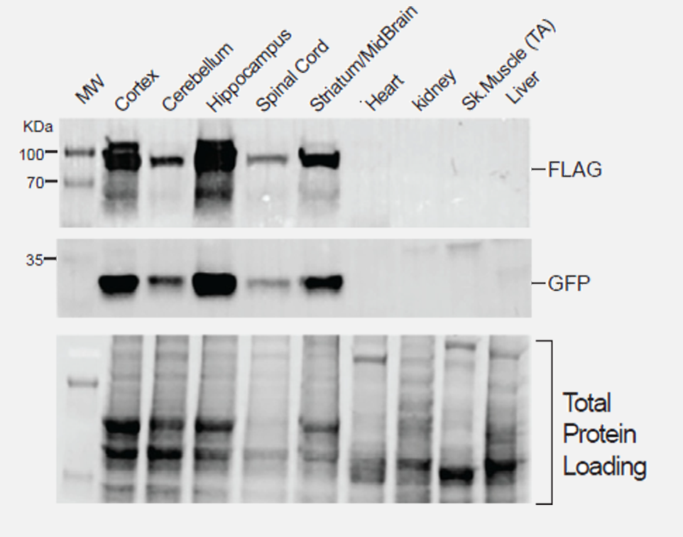 mitoTALEN技术减少神经元mtDNA突变负载
