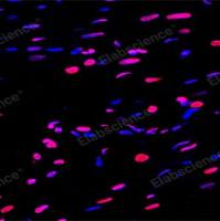 科研必备！Elabscience 一步法TUNEL原位细胞凋亡检测试剂盒（红色，Elab Fluor® 555），红色荧光精准捕获凋亡信号