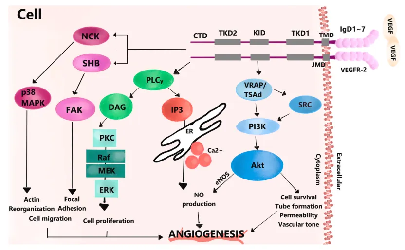 血管新生的 “指挥家”：VEGF/VEGFR 信号通路的机制探索 - 企业动态 - 丁香通