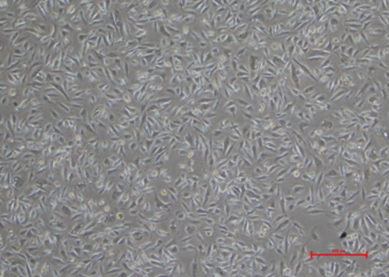 图A：稳转细胞株白光形态观察